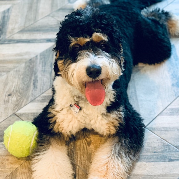 Meet your Posher, Marcie - Picture 1 of 1